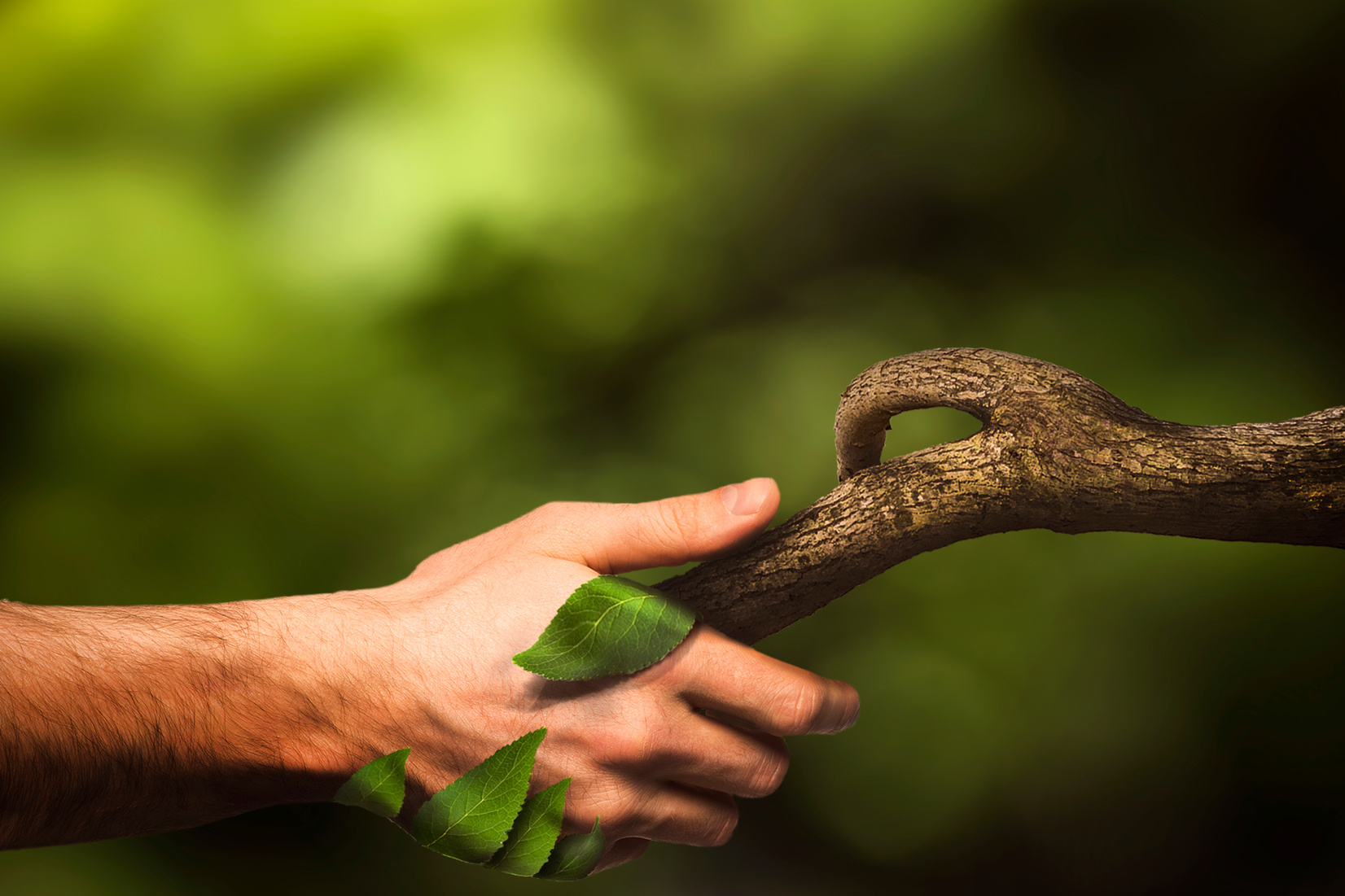 Nature manipulation. Handshaking with nature. Human hand. Nature. Forest.